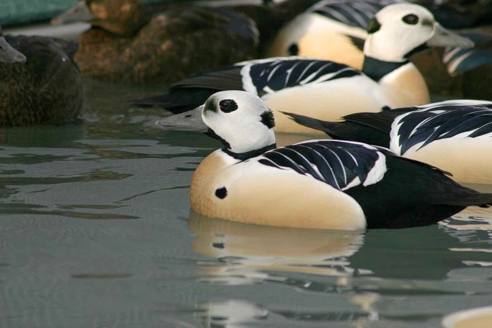 Aquatic Bird bird male