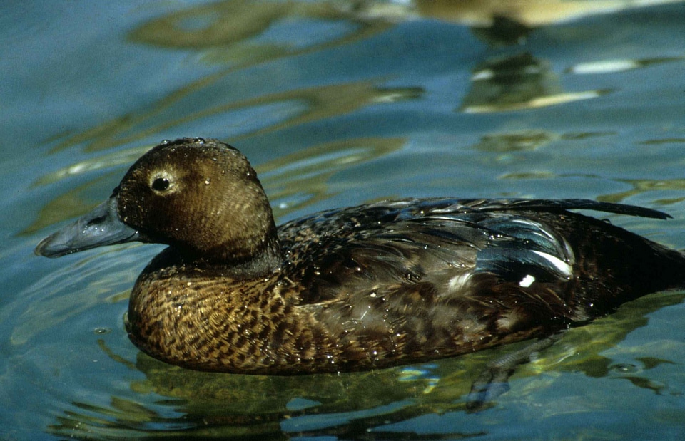 Bird Somateria mollissima 