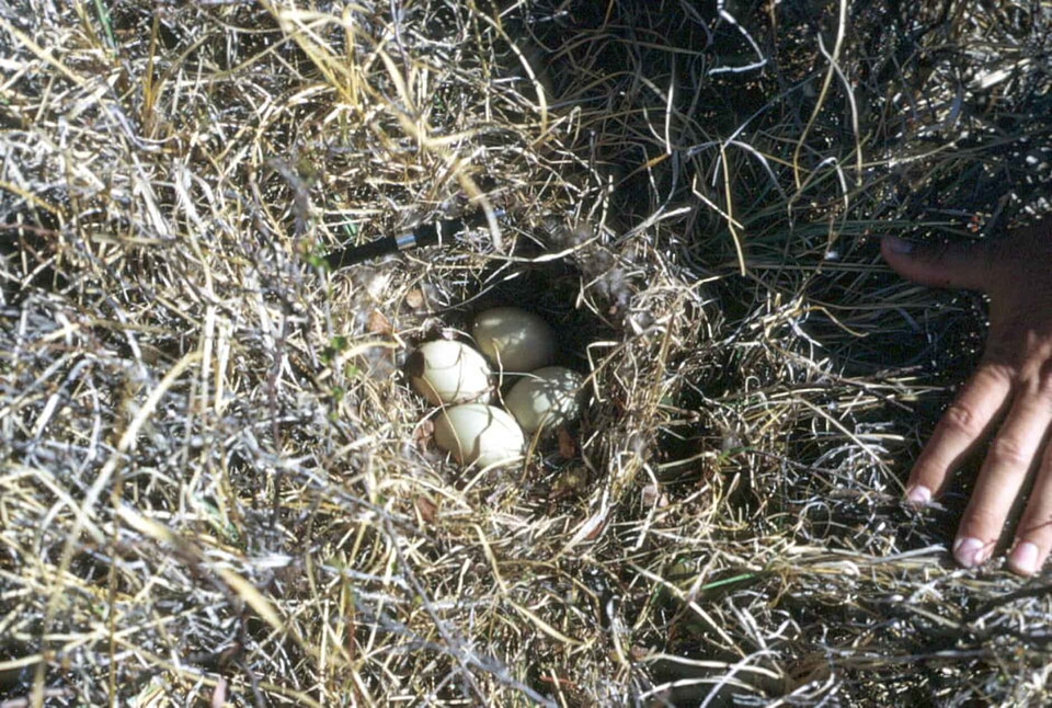 Anas Acuta duck nest