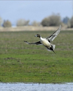 Anas Acuta duck flight