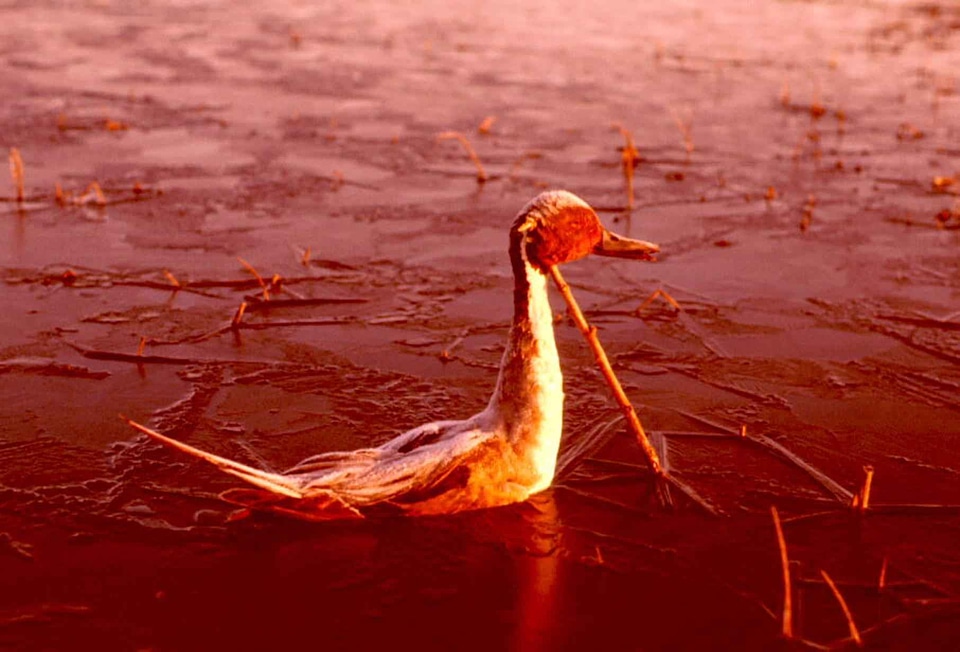 Anas Acuta duck lake