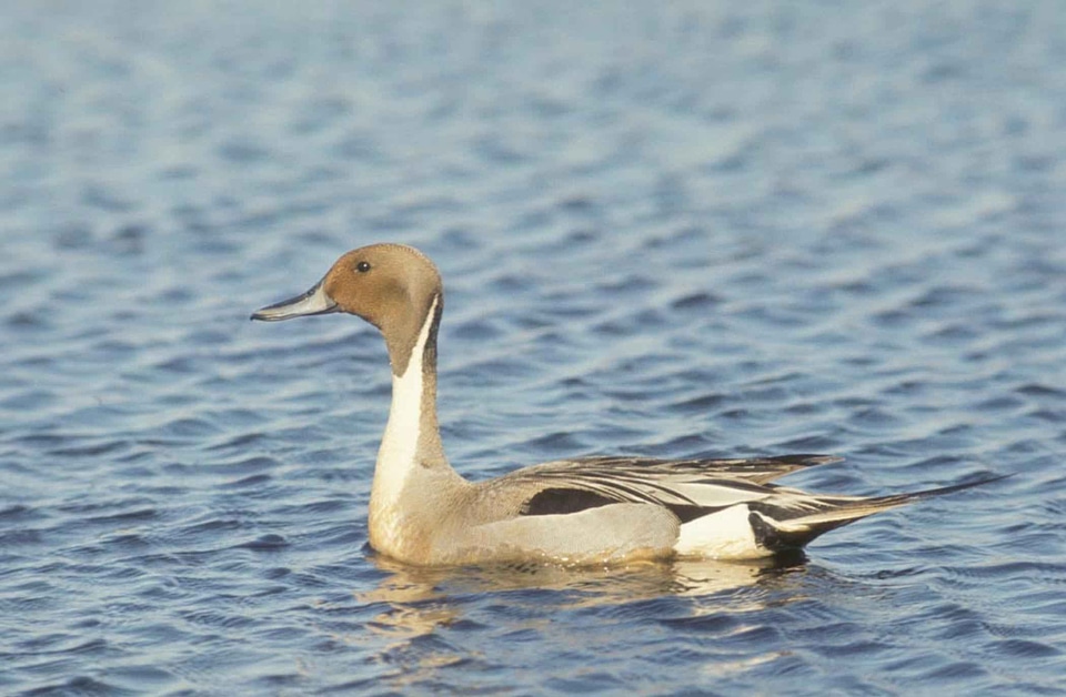 Anas Acuta animal aquatic bird
