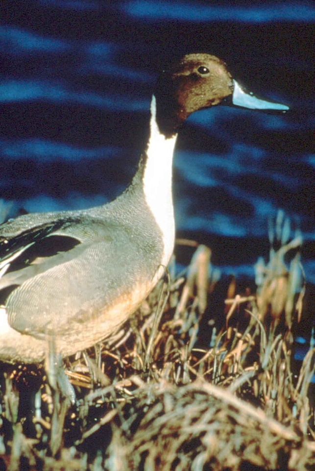 Anas Acuta aquatic bird bird