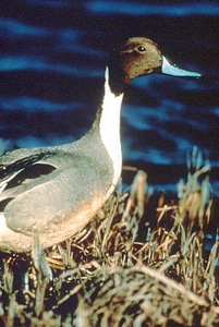 Anas Acuta aquatic bird bird