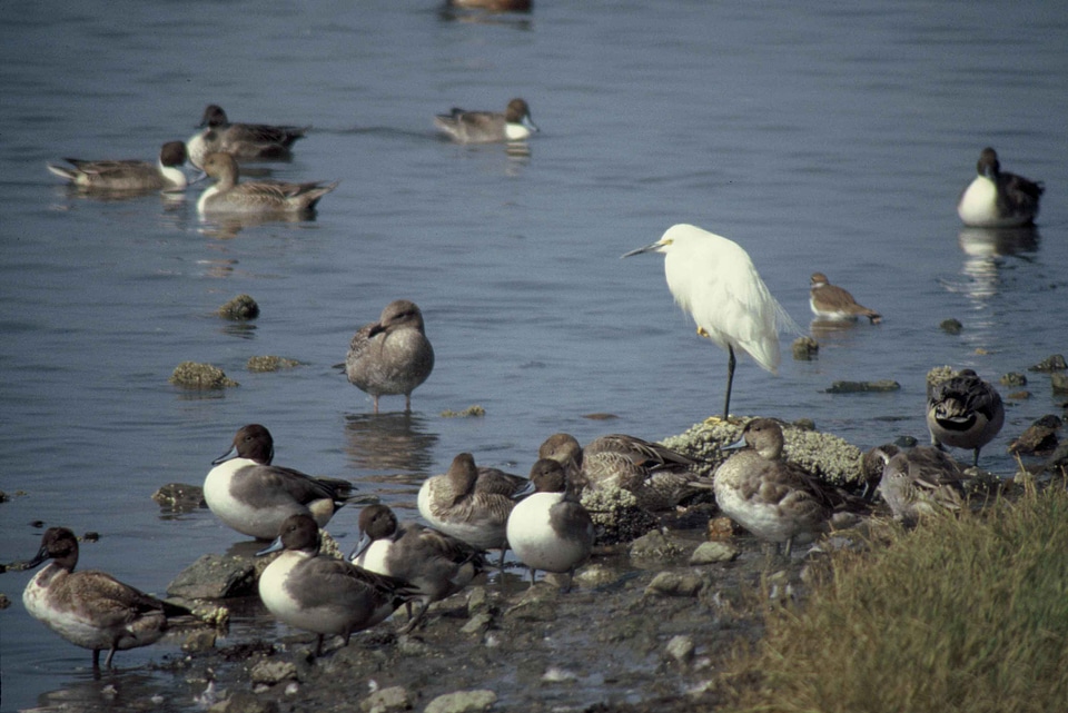 Bird shoreline 
