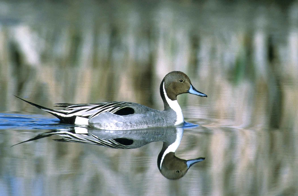 Anas Acuta bird photo