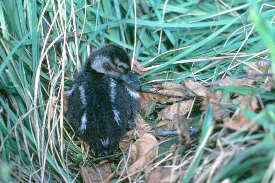 Anas Acuta chick duck