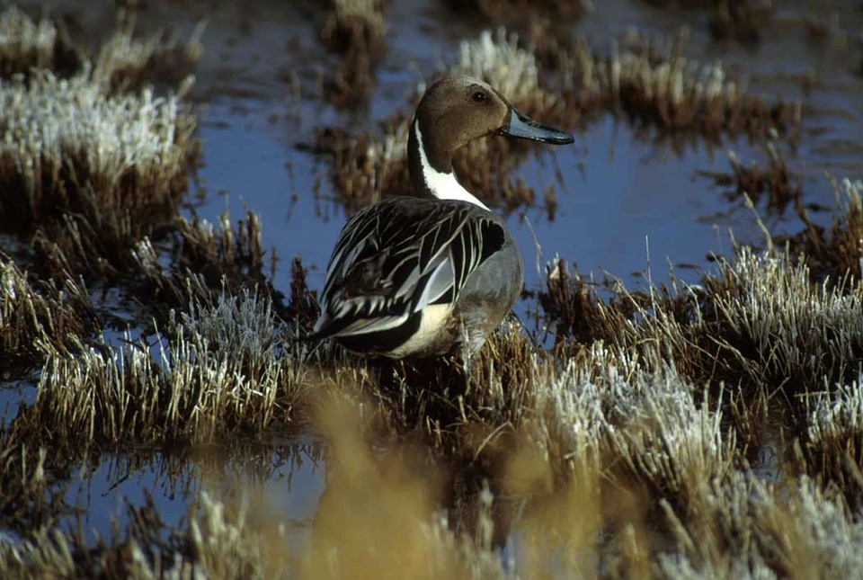 Anas Acuta duck male