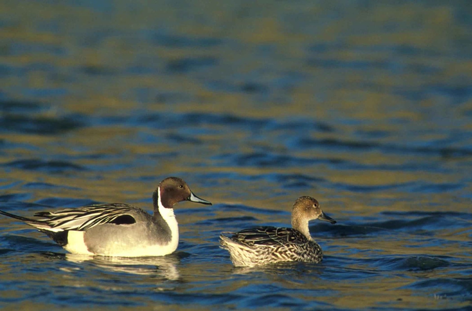 Anas Acuta couple duck
