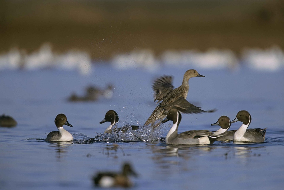 Anas Acuta flock water