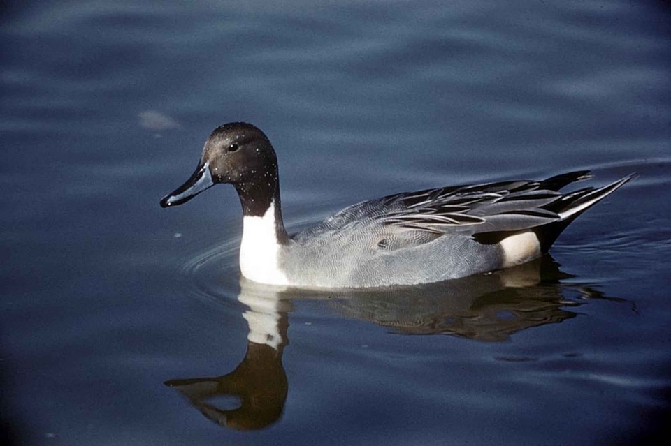 Anas Acuta duck male