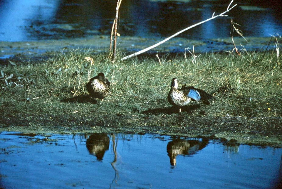 Blue shoreline wings