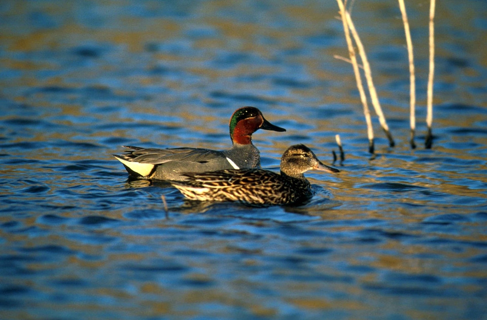 Bird couple greenery