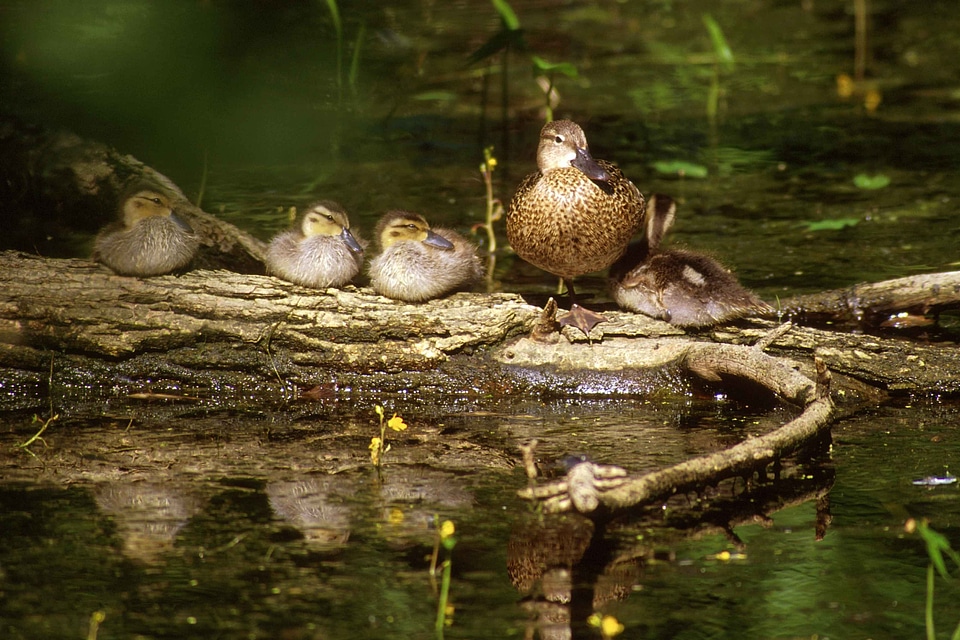 Blue breeding ducks