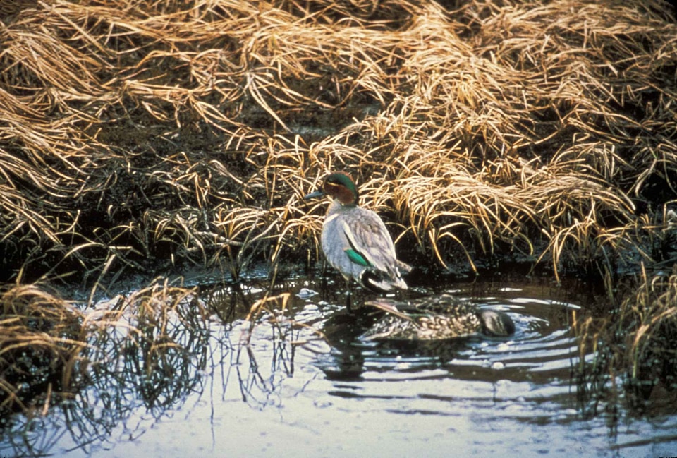 Aquatic Bird bird duck