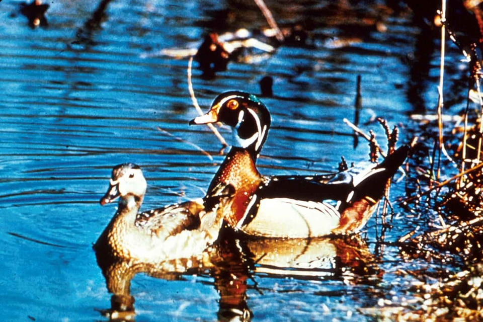 Couple ducks lake