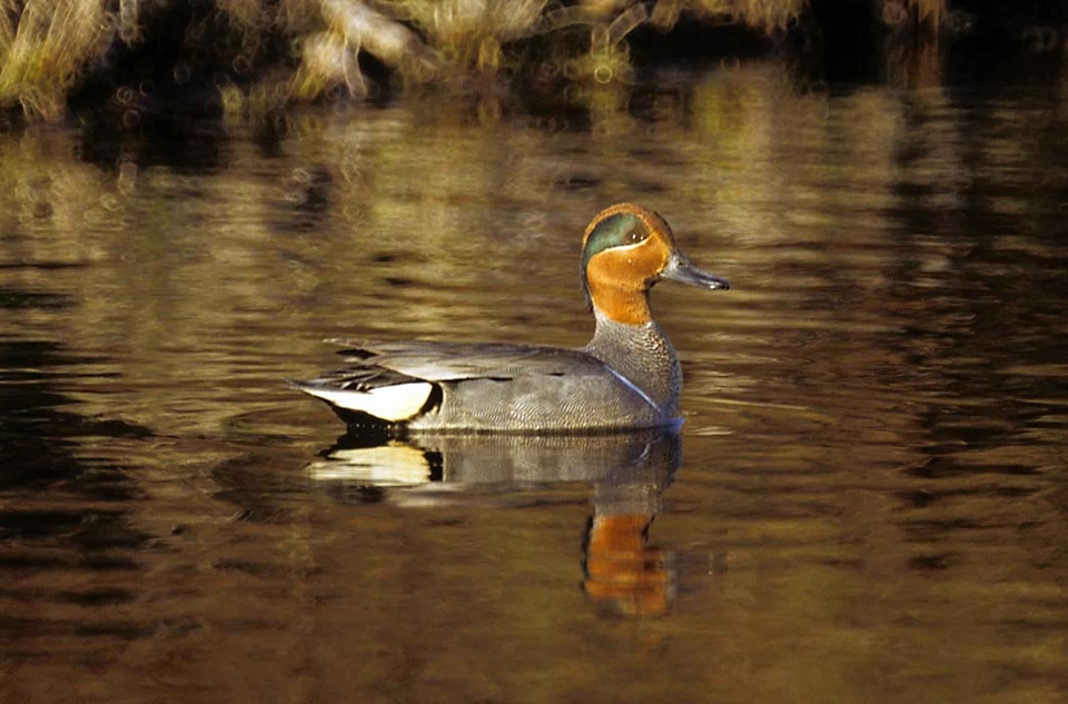 Aquatic Bird bird greenery