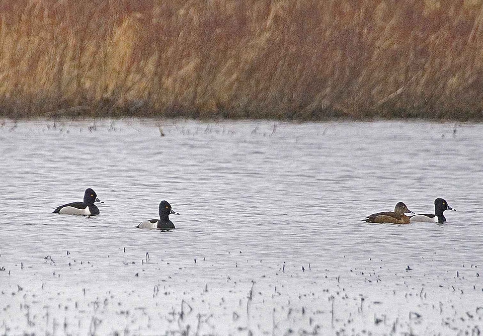 Bathe ducks ring