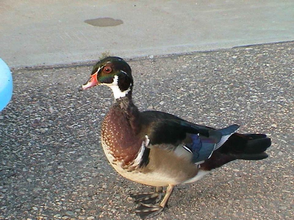 Close close-up duck