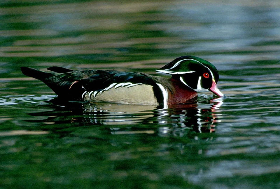 Aix Sponsa aquatic bird bird