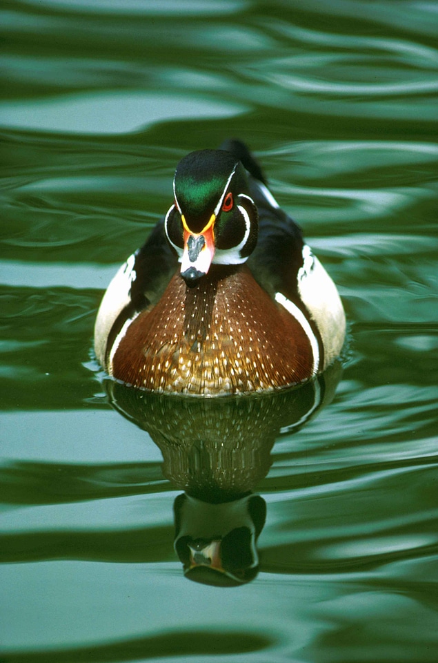 Aquatic Bird bird close-up