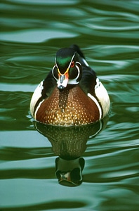 Aquatic Bird bird close-up