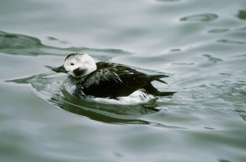 Close duck female