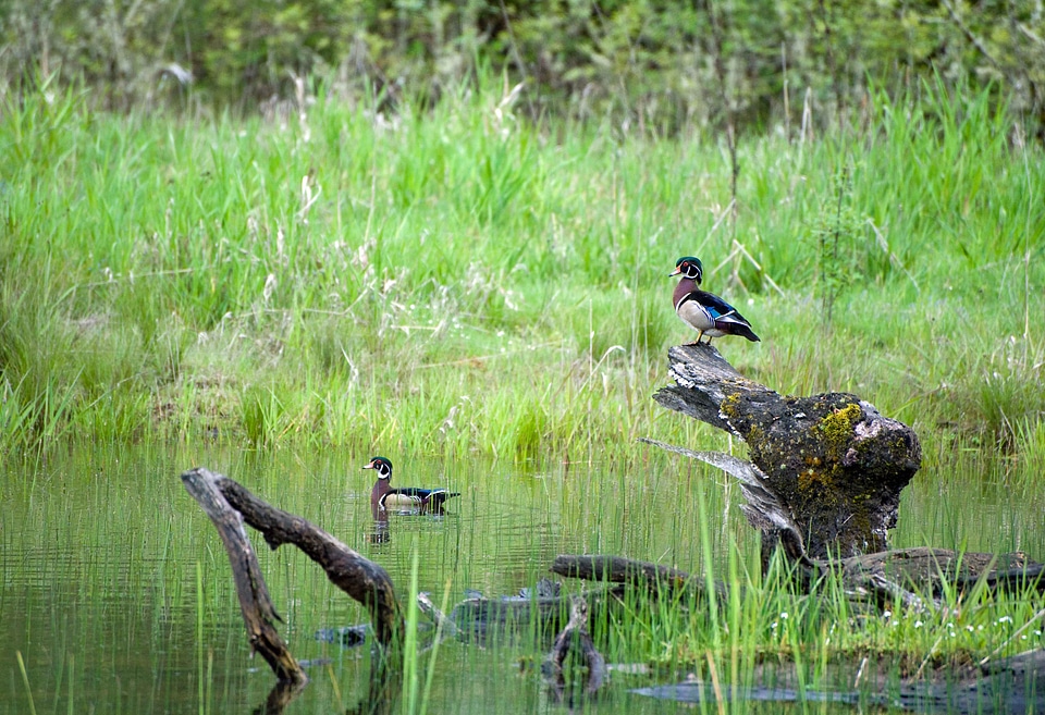 Couple ducks grace