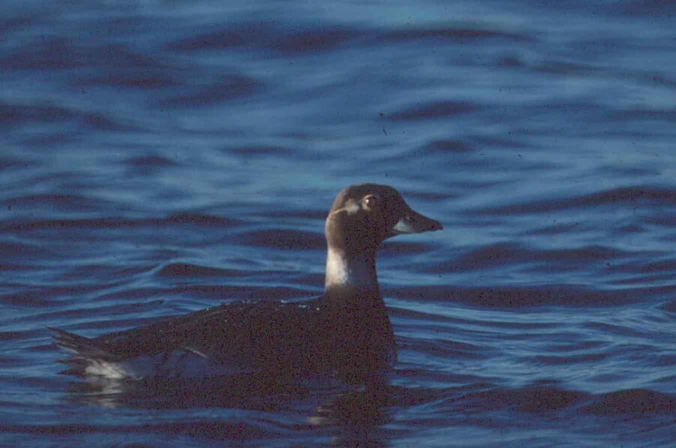 Aquatic Bird bird duck