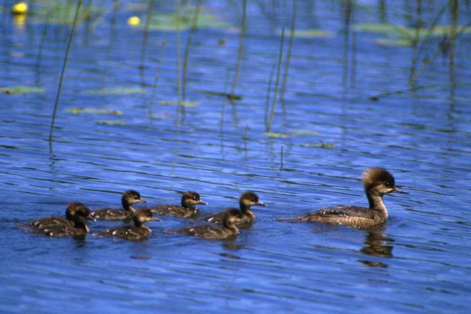 Breeding Lophodytes cucullatus Mergus serrator