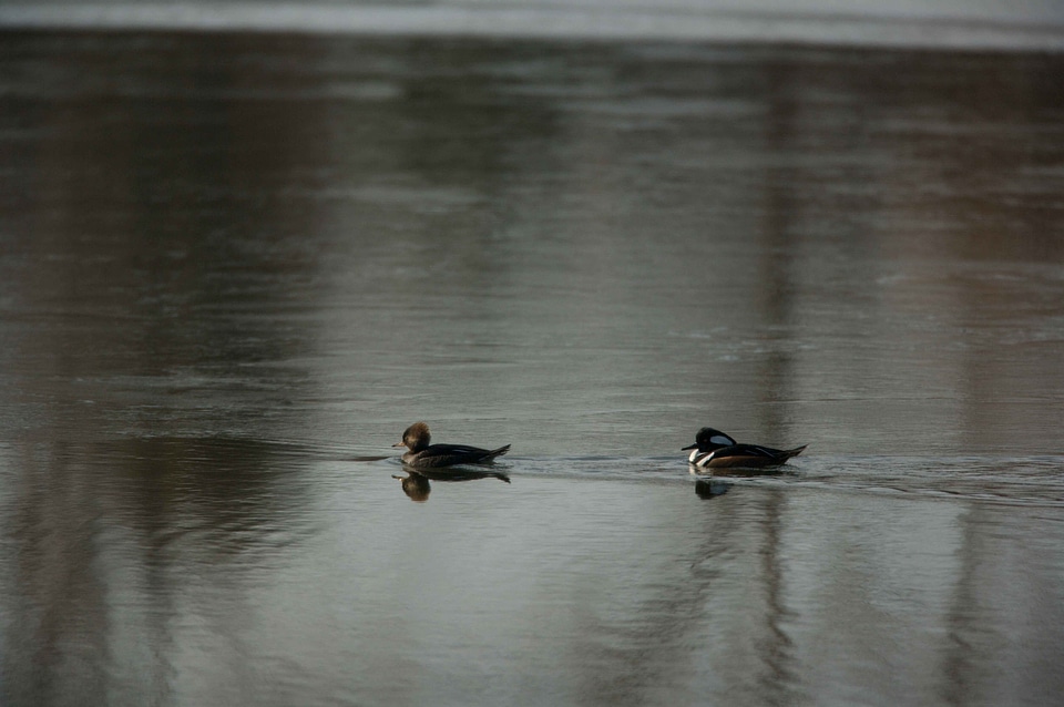 Ducks Lophodytes cucullatus Mergus serrator