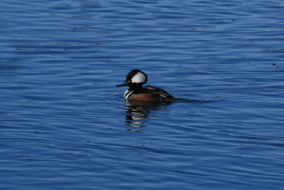 Lophodytes Cucullatus male Mergus serrator