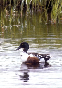Anas Clypeata bird duck