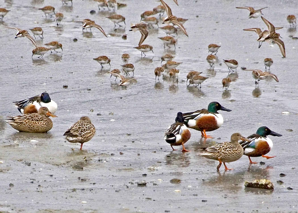 Ducks other phylum
