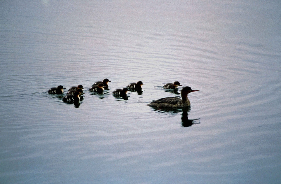 Crude duck female