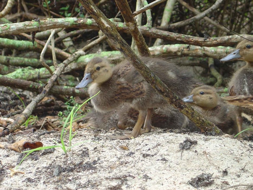 Duck march underbrush