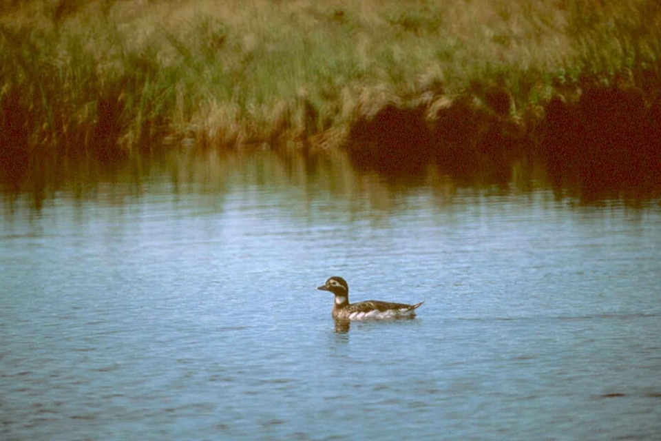 Angel bathe duck