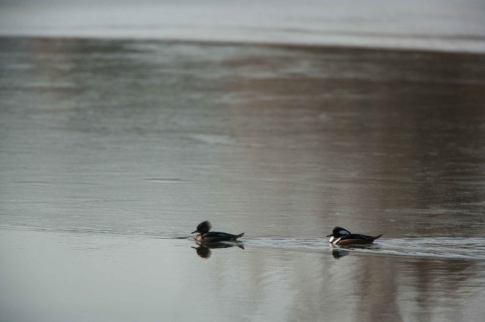 Couple Lophodytes cucullatus Mergus serrator