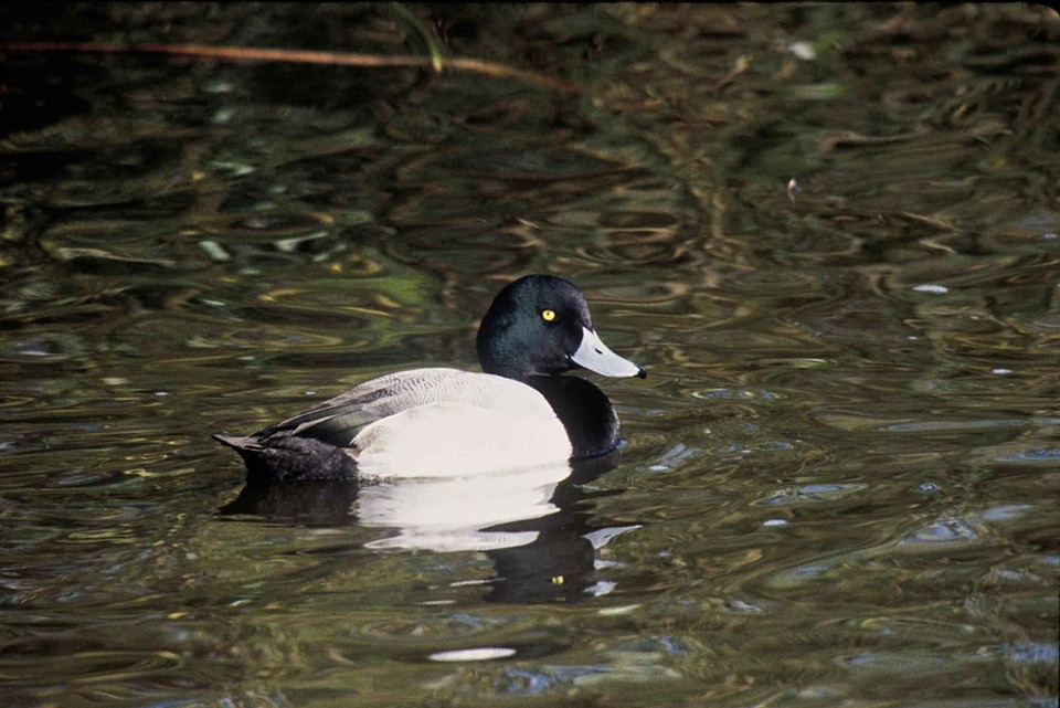 Aquatic Bird Aythya marila Aythya marila