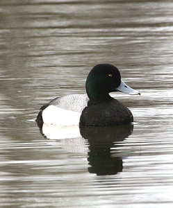 Aquatic Bird Aythya marila Aythya marila