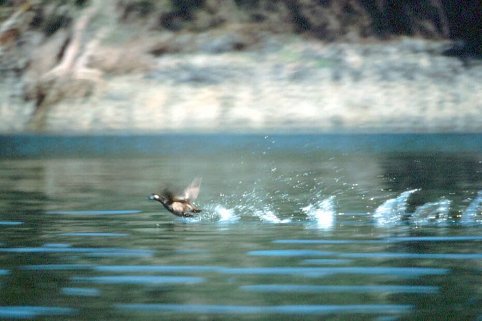 Duck Histrionicus histrionicus surface