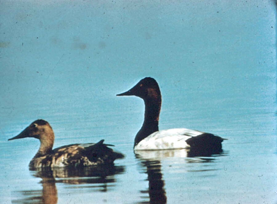 Canvas couple duck