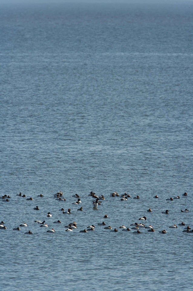 Canvas ducks swim