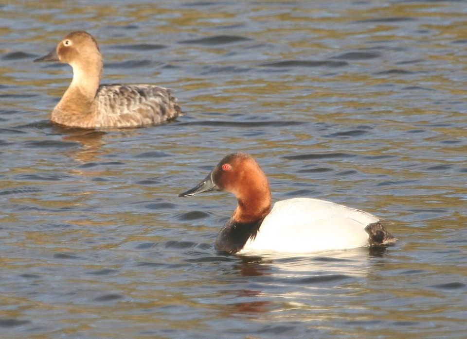 Canvas couple ducks