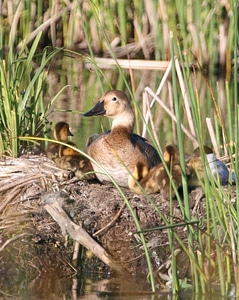 Canvas duck nest photo