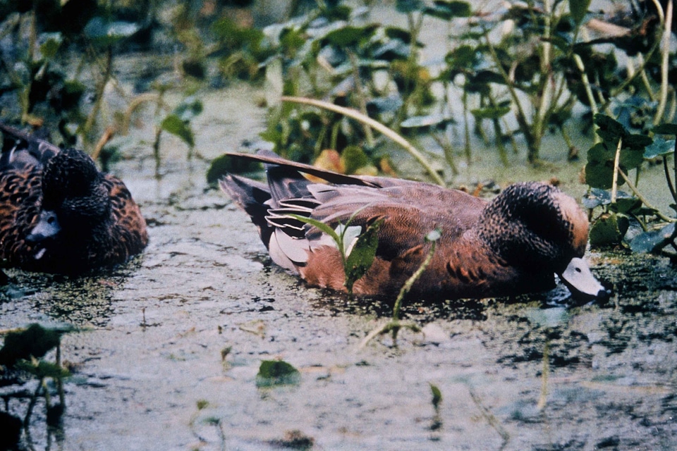 American duck marsh