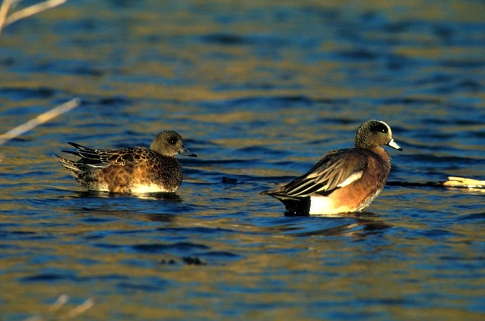 American couple ducks