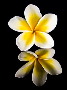 White yellow frangipani photo