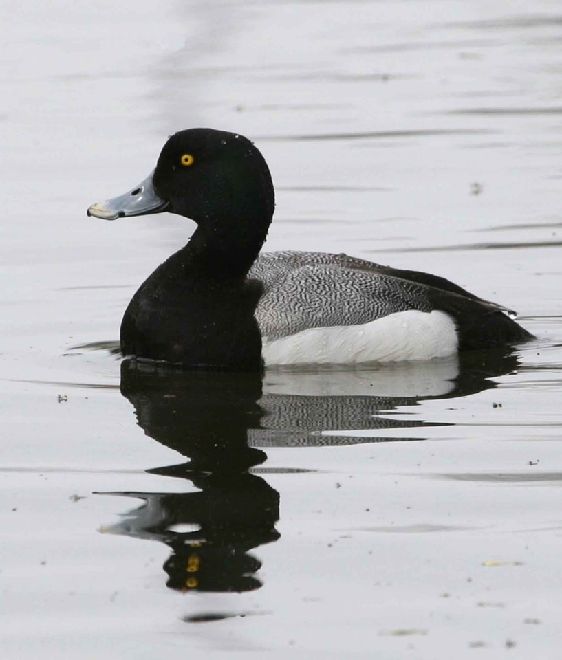 Aythya Marila Aythya marila duck