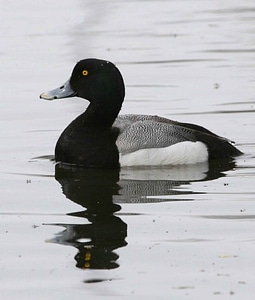 Aythya Marila Aythya marila duck